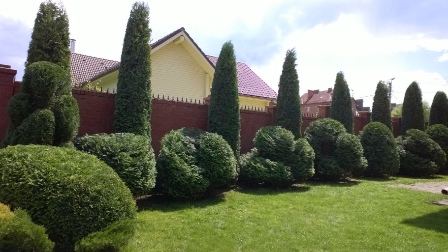 Живая изгородь из туи Даника