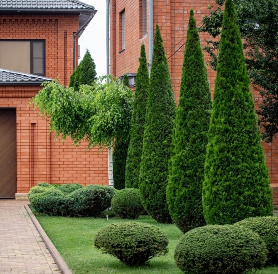 Туя Западная Даника Живая изгородь