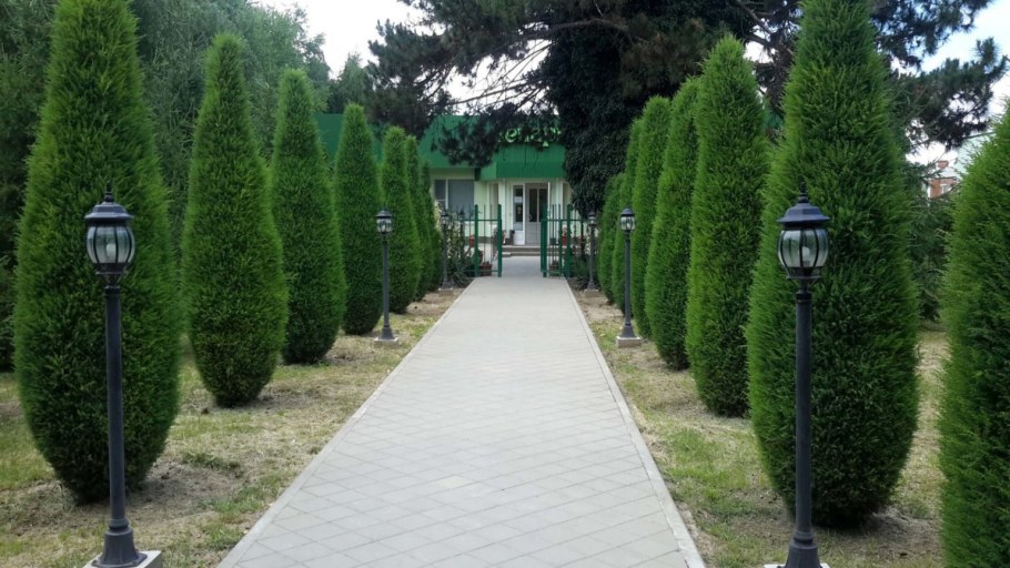 Туя аллея Даника