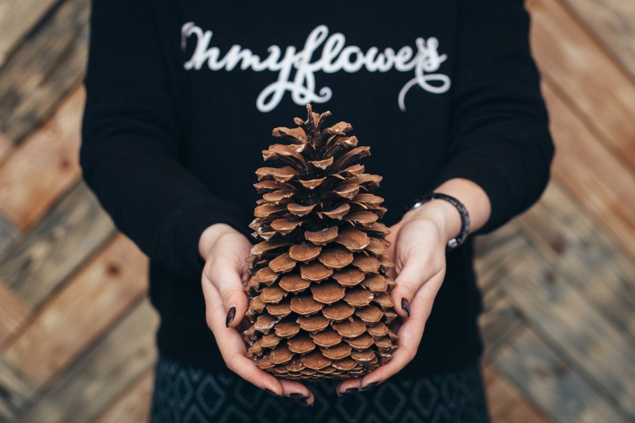 Кедровая шишка большая