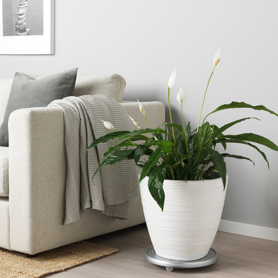 Напольные кашпо икеа напольное