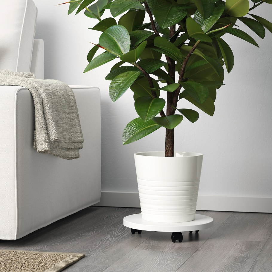 Кашпо Мускат икеа