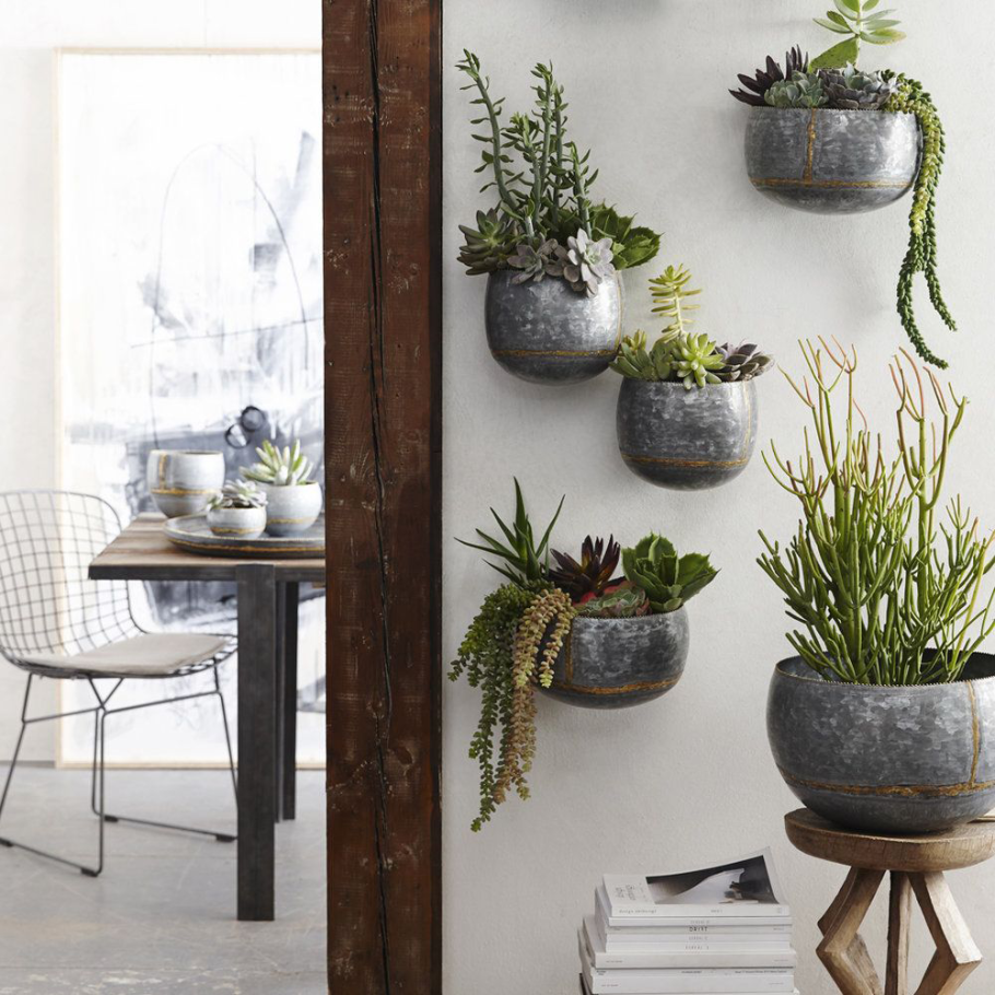 Суккуленты икеа