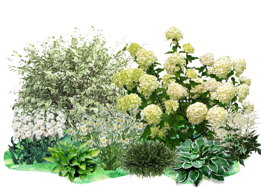 Клумба с гортензией метельчатой