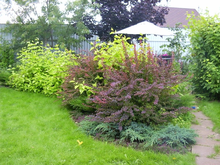 Дерен пузыреплодник Барбарис гортензия