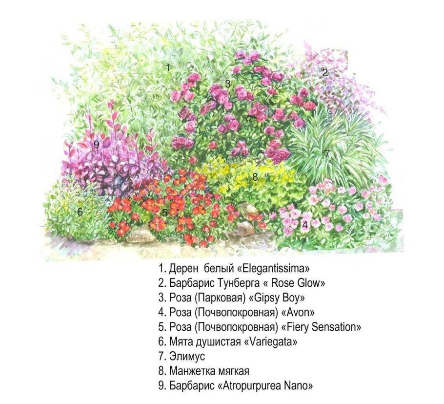 Схемы клумб непрерывного цветения однолетники