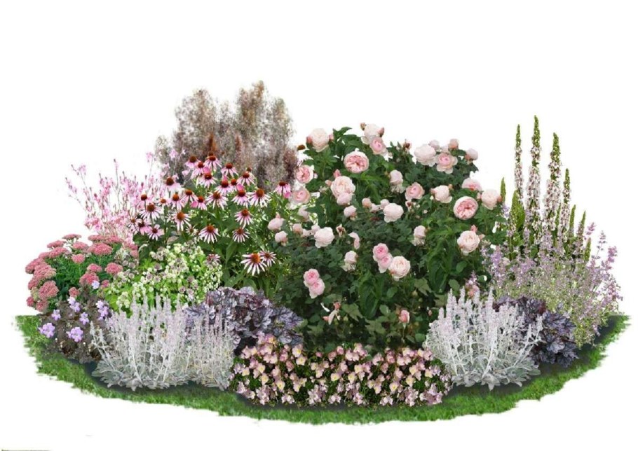 Миксбордер сирень роза