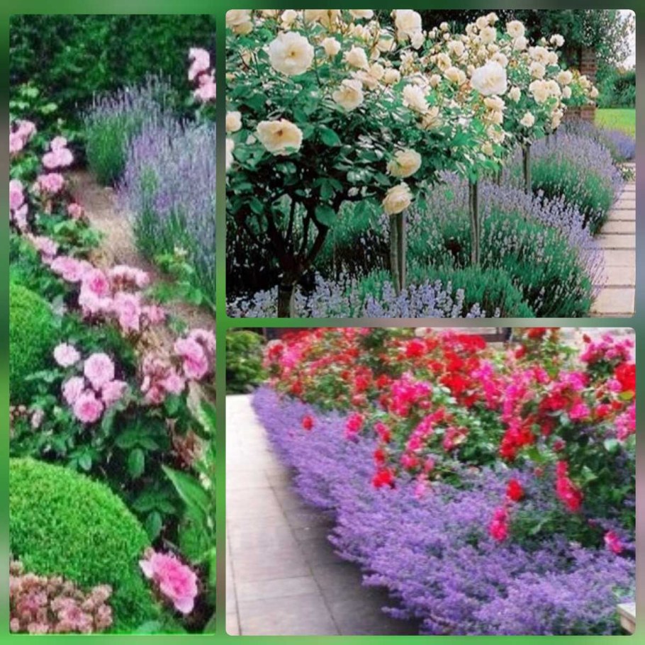 Розария с розой Геншин