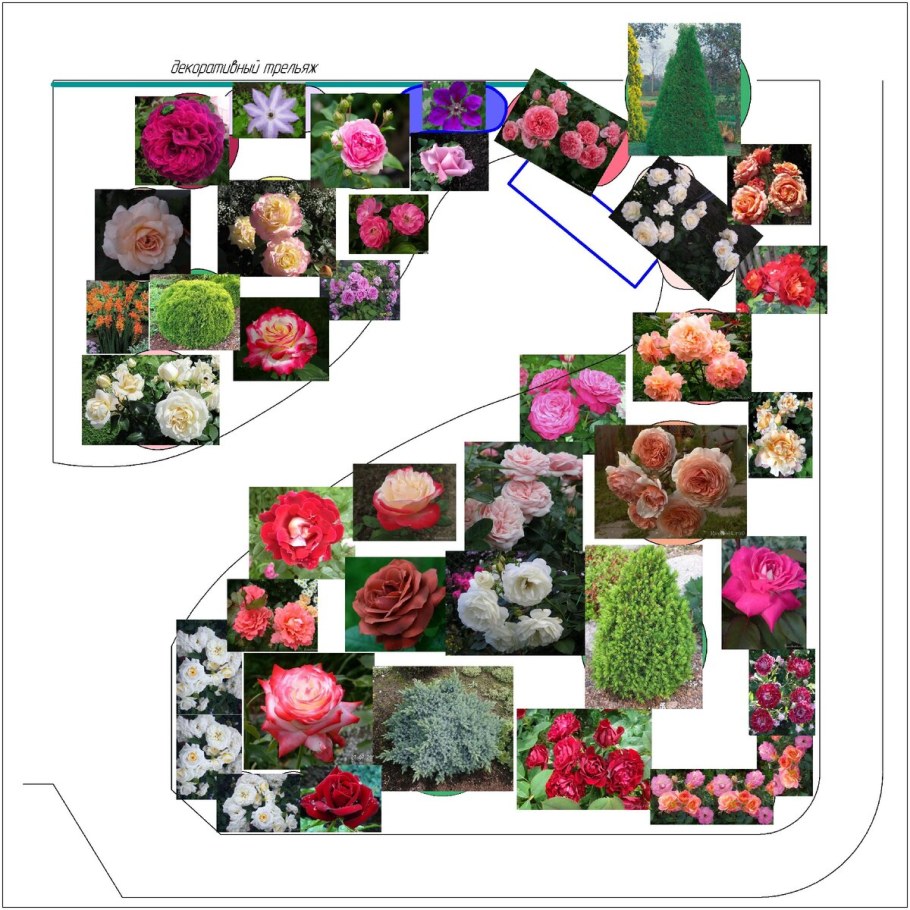 Розарий схемы посадки