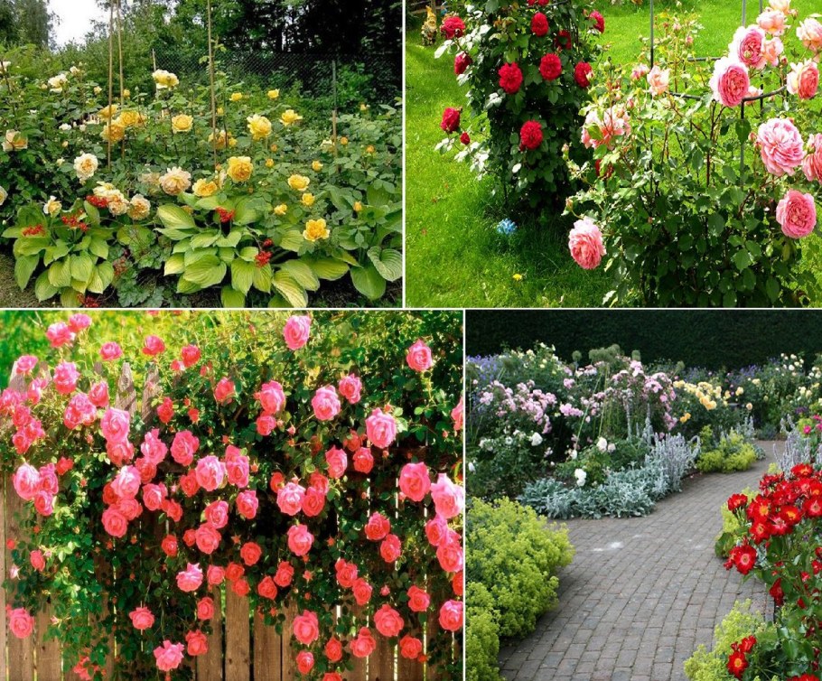Розы на даче в Подмосковье