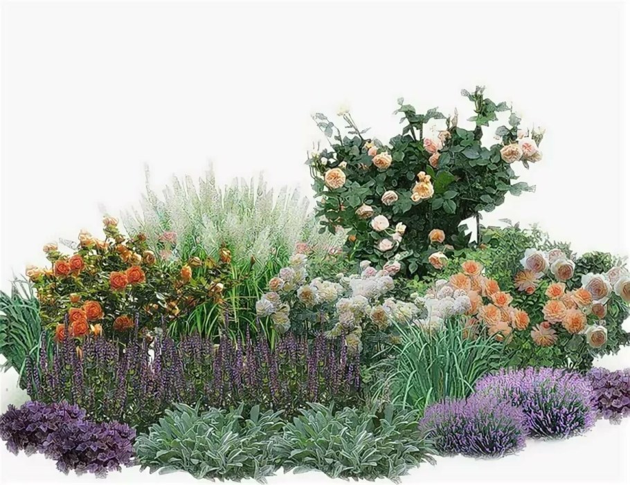 Лаванда рабатка миксбордер