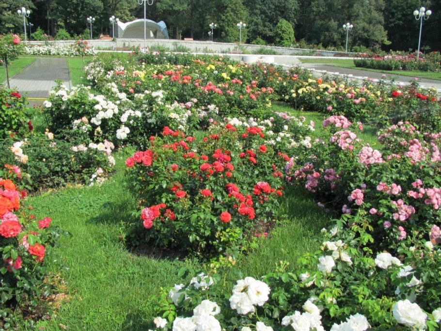 Знаменитый розарий Тирасполя