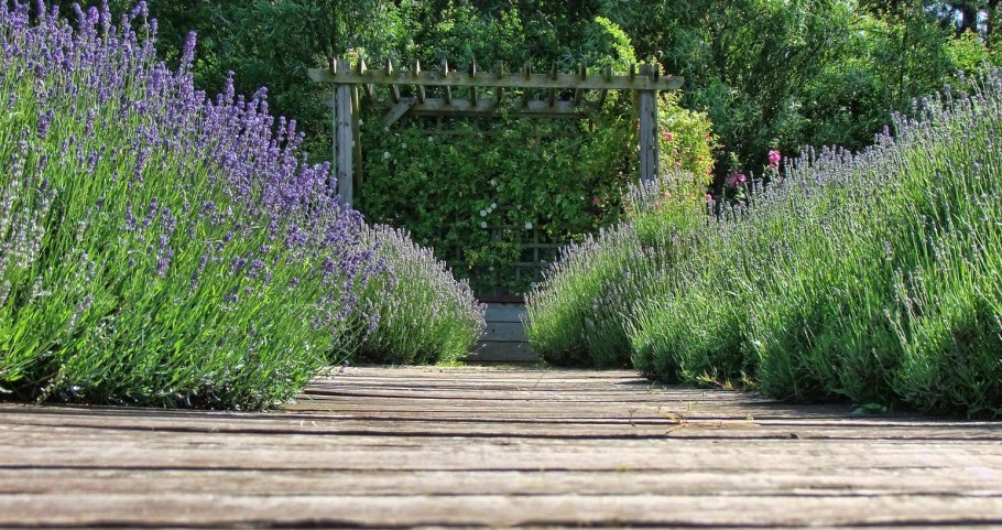 Лаванда с чем сочетается в саду