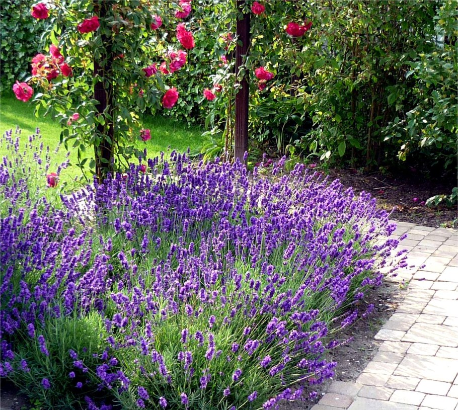 Лаванда рабатка миксбордер