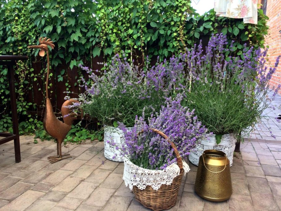 Цветник с лавандой