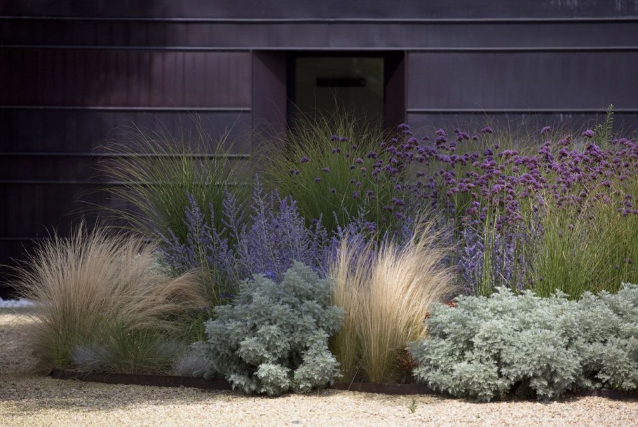 Перовския ковыль Вербена