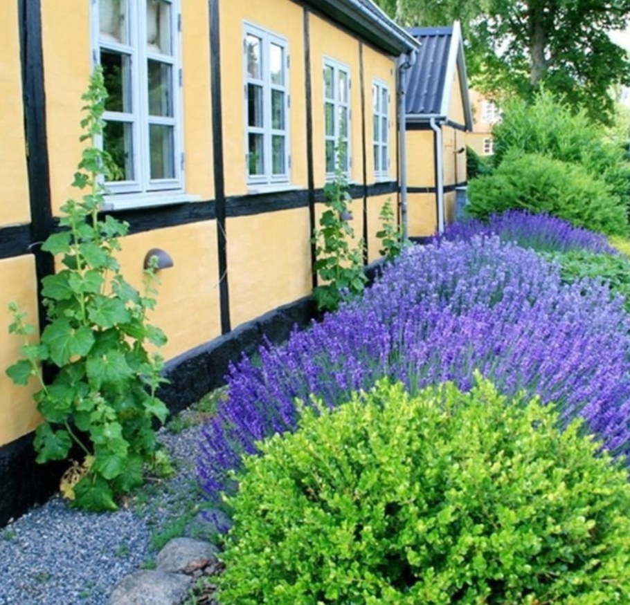 Лаванда бордюрная