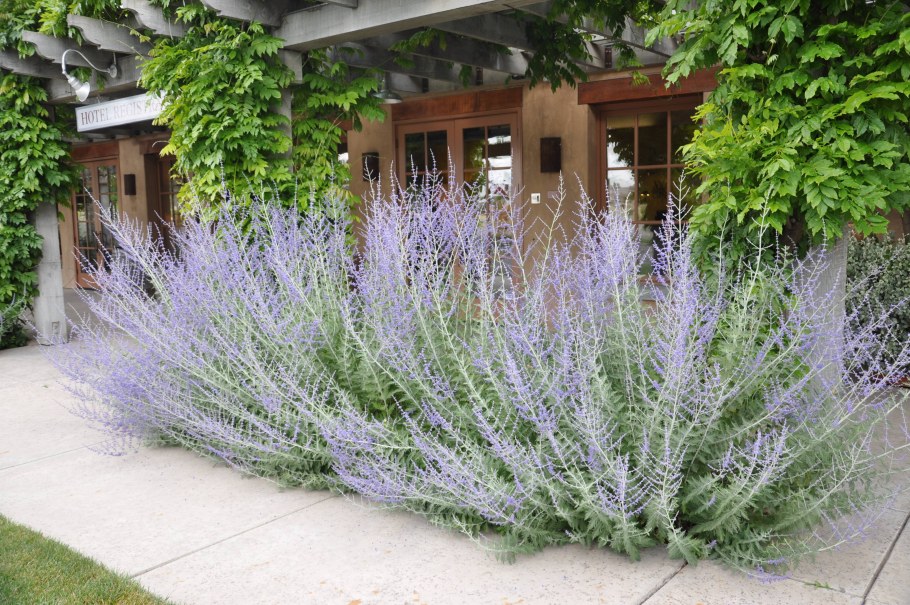 Перовския лебедолистная (Perovskia atriplicifolia)