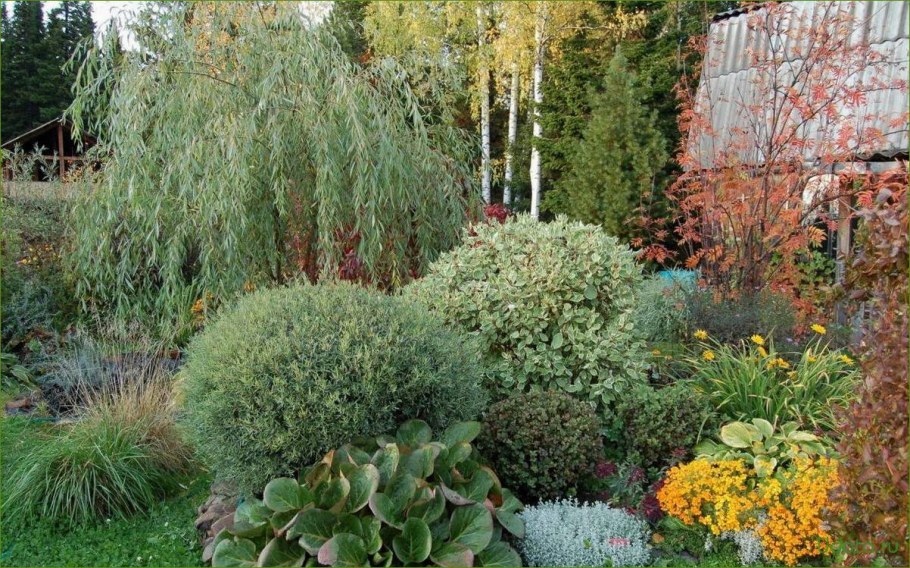 Ива шаровидная пурпурная Нана