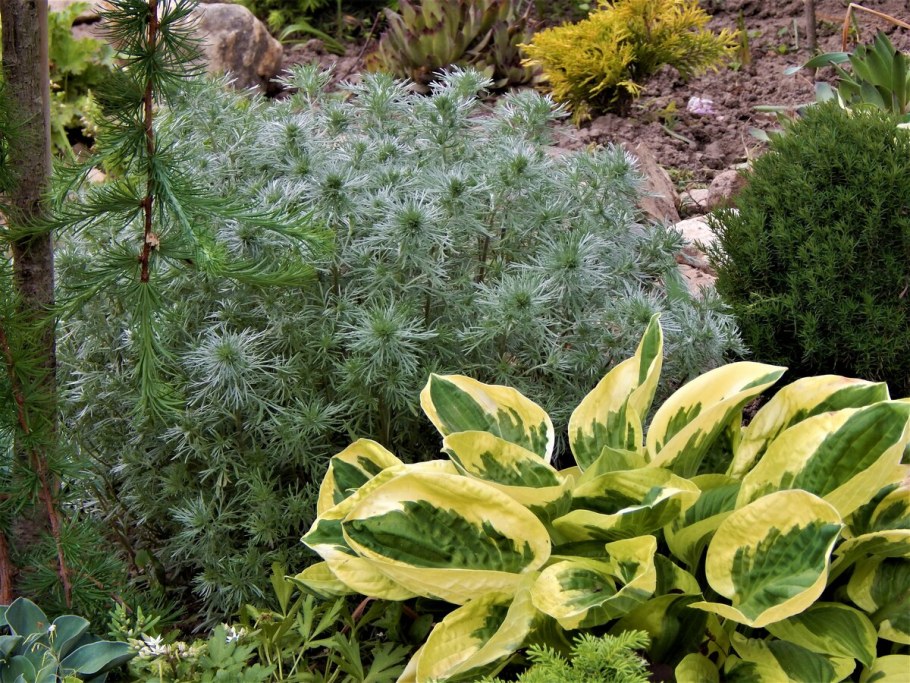 Полынь Шмидта ‘Nana’ (Artemisia schmidtiana ‘Nana’)