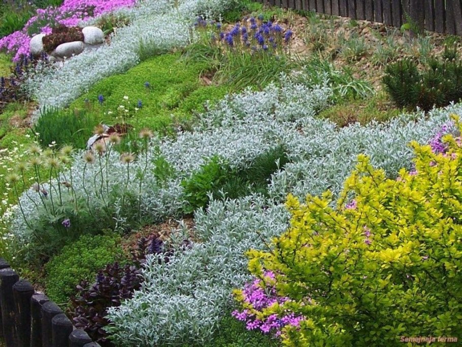 Полынь Людовика Ясколка