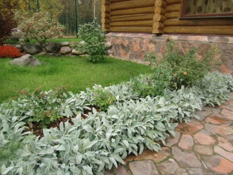 Чистец шерстистый Византийский