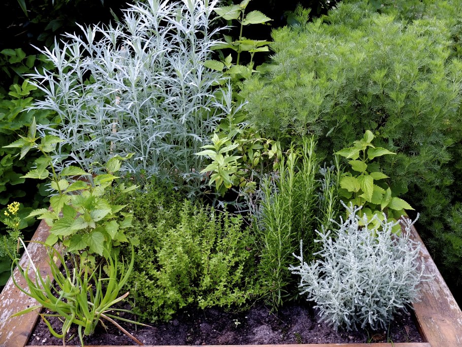 Полынь Powis Castle