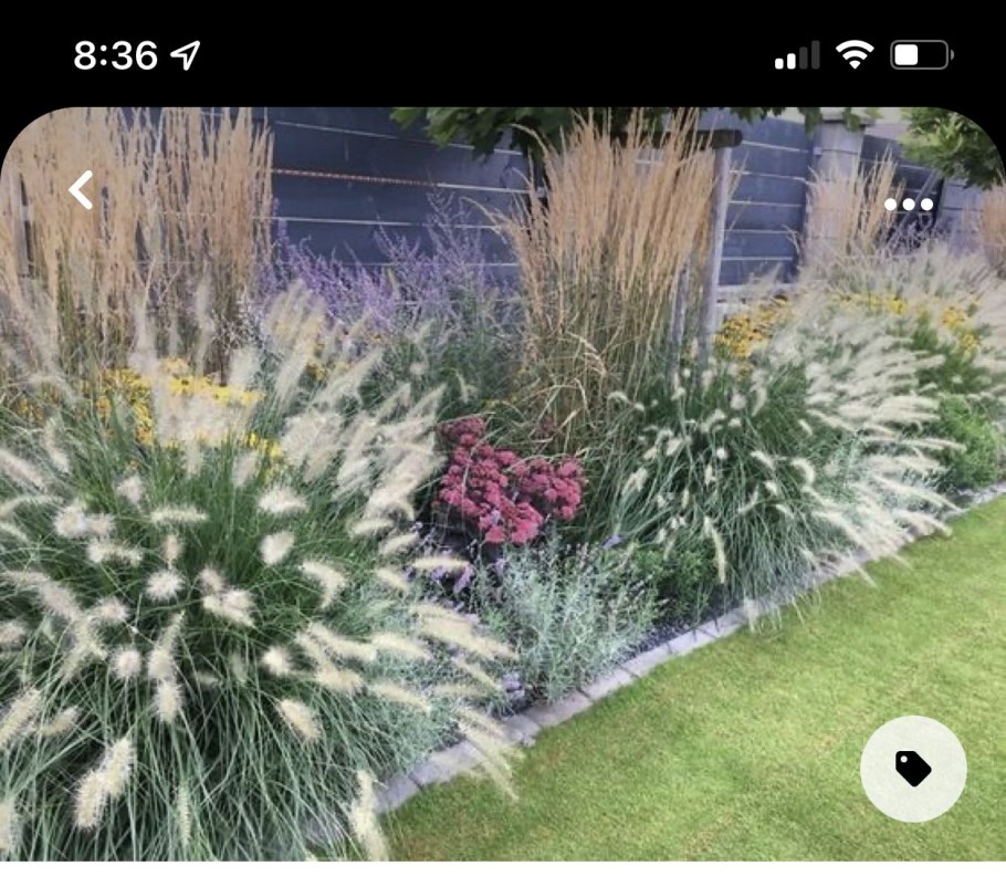 Пит Удольф можжевельник