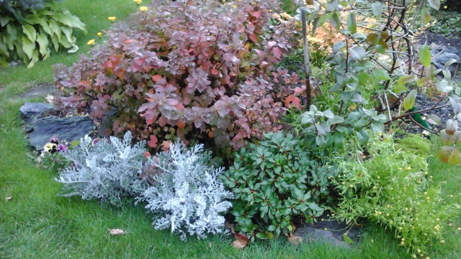 Спирея Криспа в цветнике