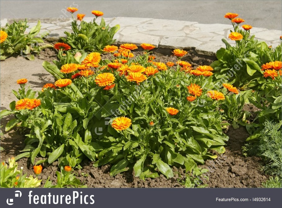 Календула махровая "Королевский двор