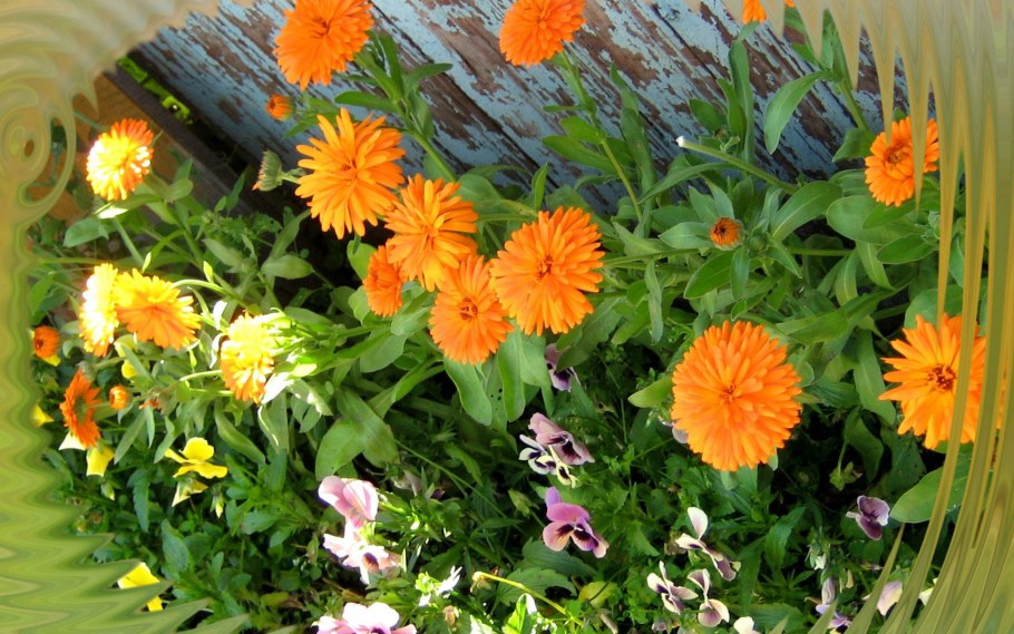 Ромашка календула бархатцы