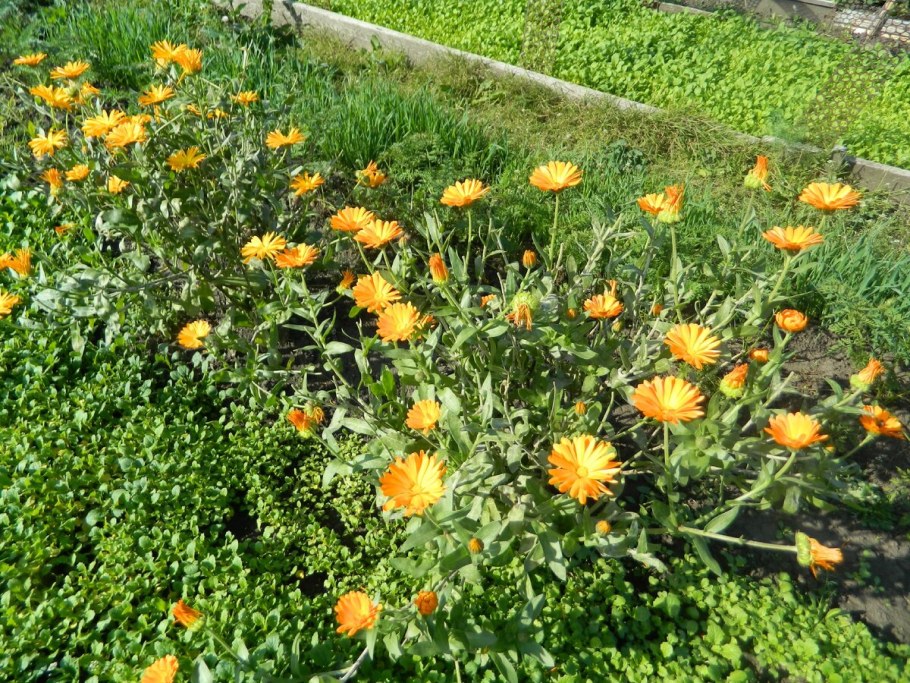 Календула высокорослая