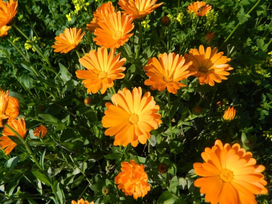 Календула Ириска