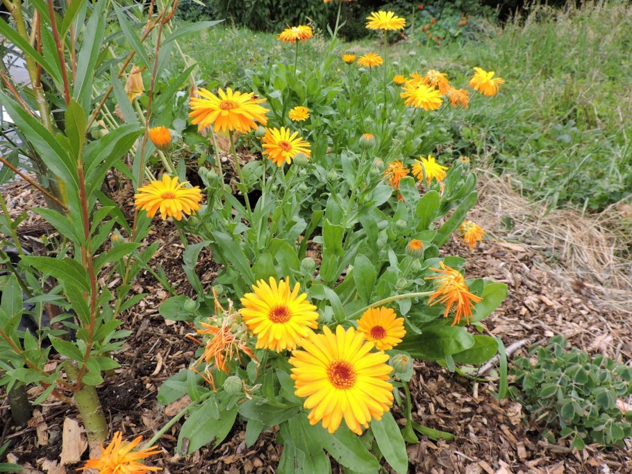 Календула Полевая