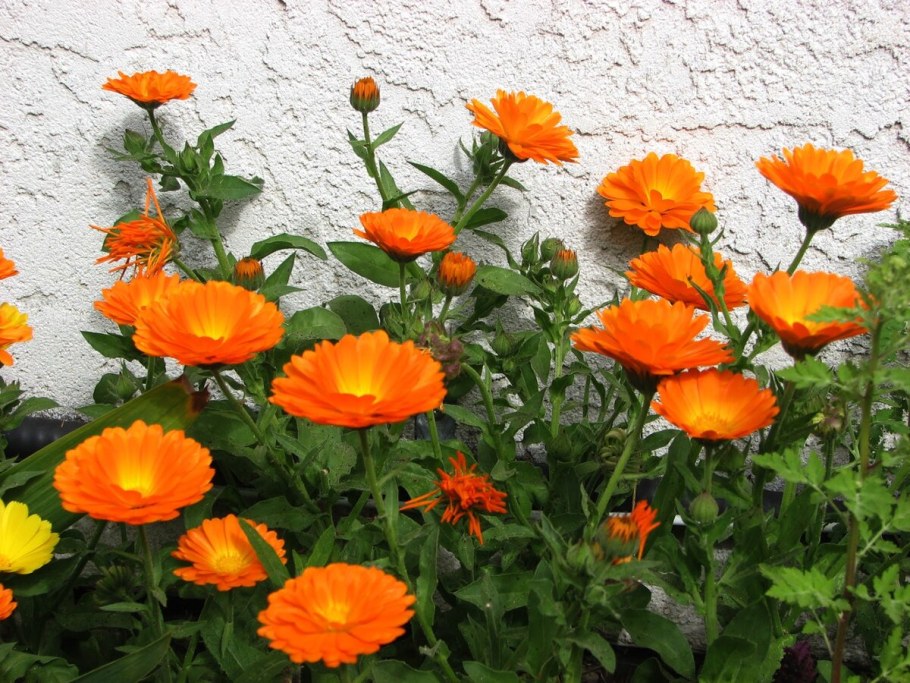 Календула однолетник