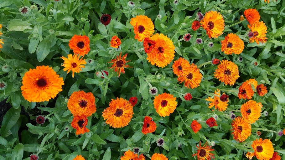 Ноготки настурция бархатцы