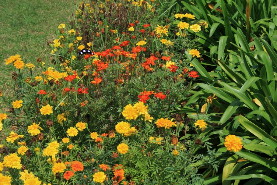 Календула, бархатцы Garden Marigold