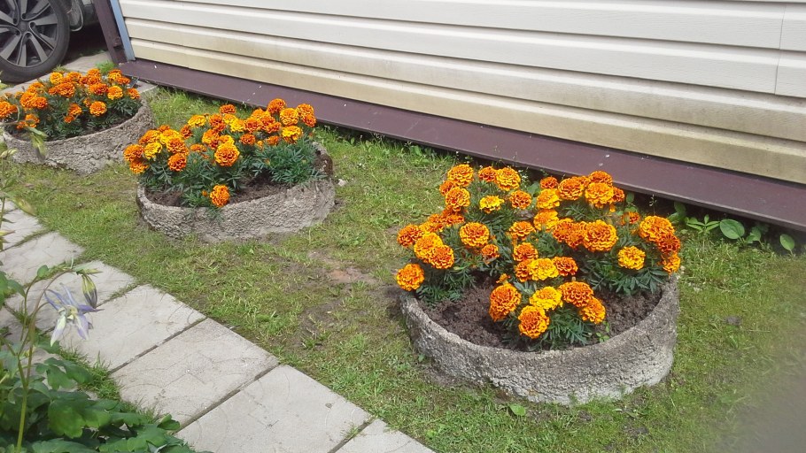 Эшшольция бархатцы Сальвия цинерария рабатка