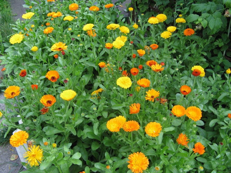 Агератум бархатцы цинии