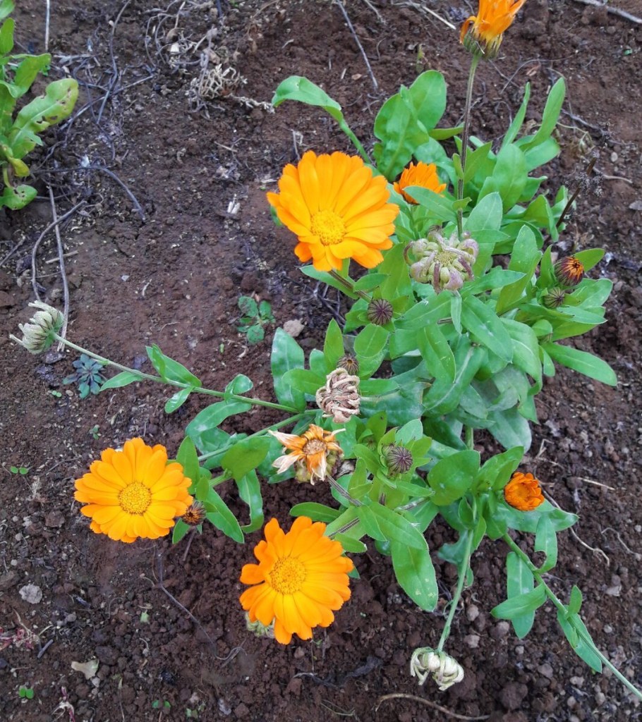 Эшшольция календулы бархатцы