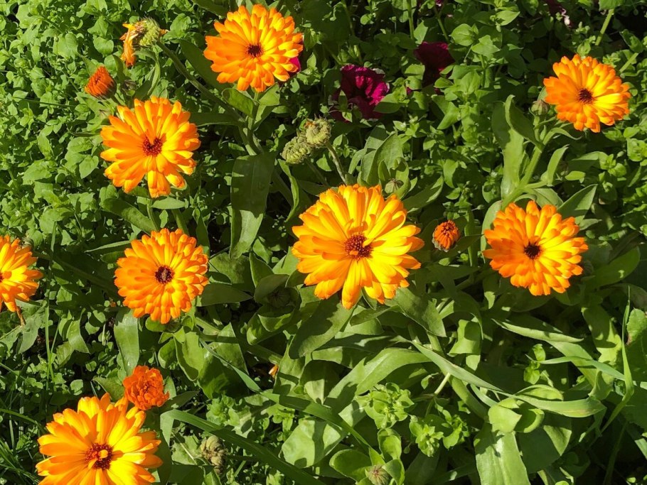 Бархатцы и календула