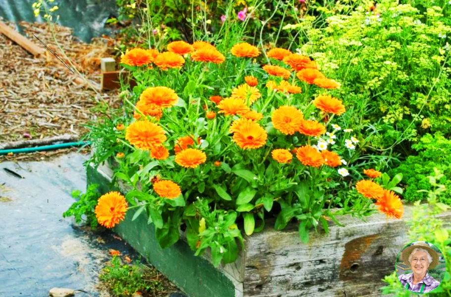 Агератум бархатцы цинии