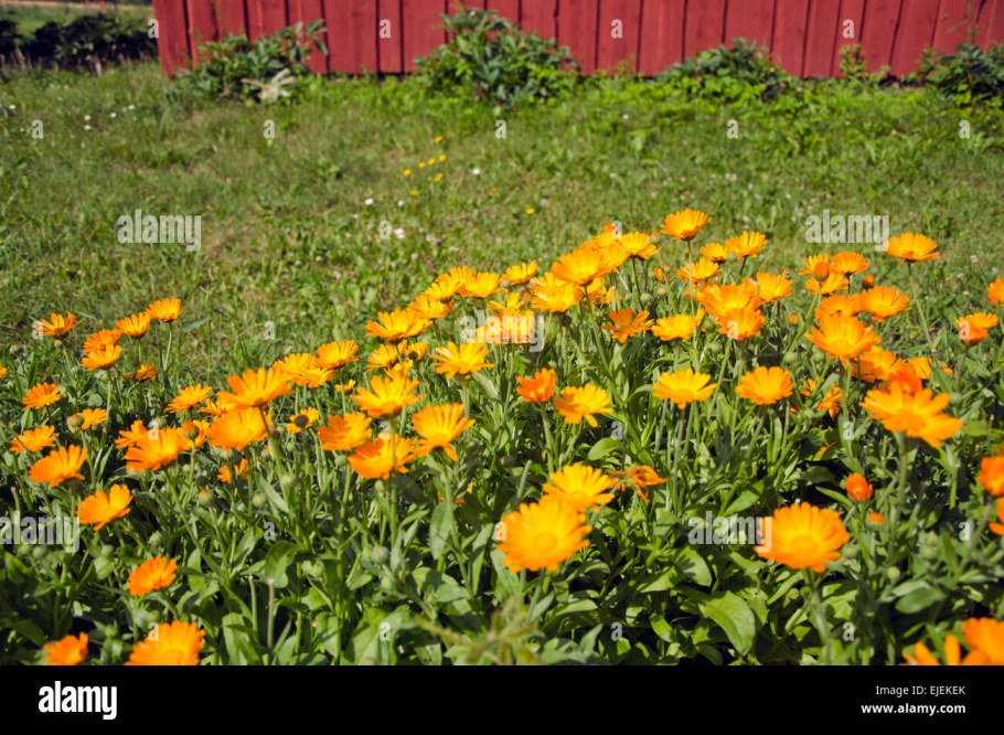 Календула в ландшафтном дизайне