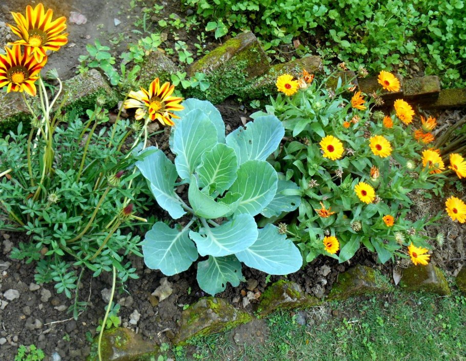 Бархатцы и календула