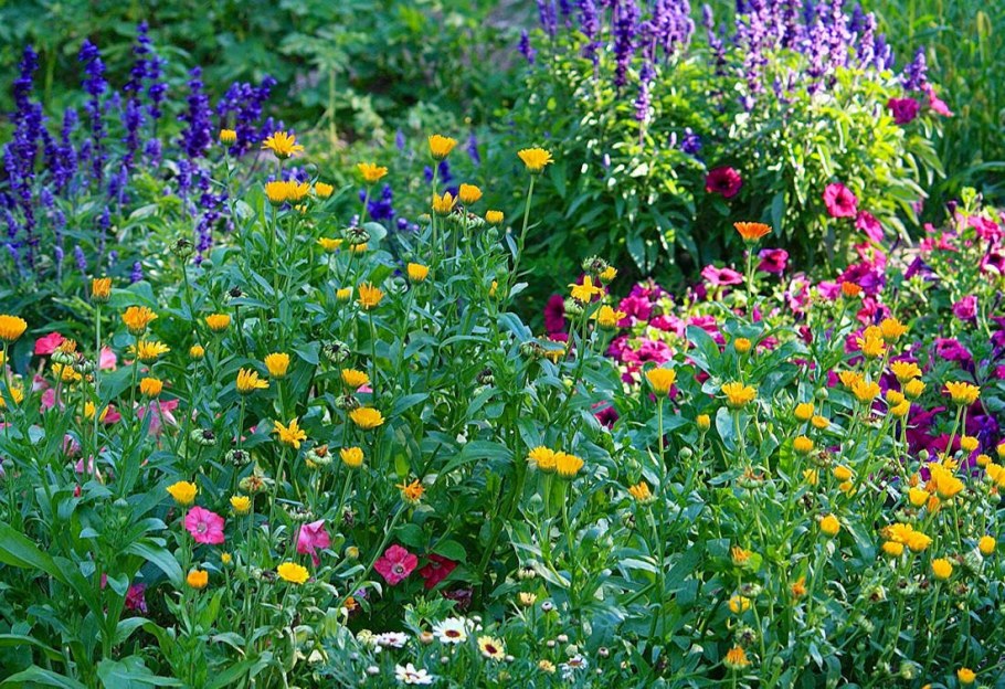 Космея васильки шалфей