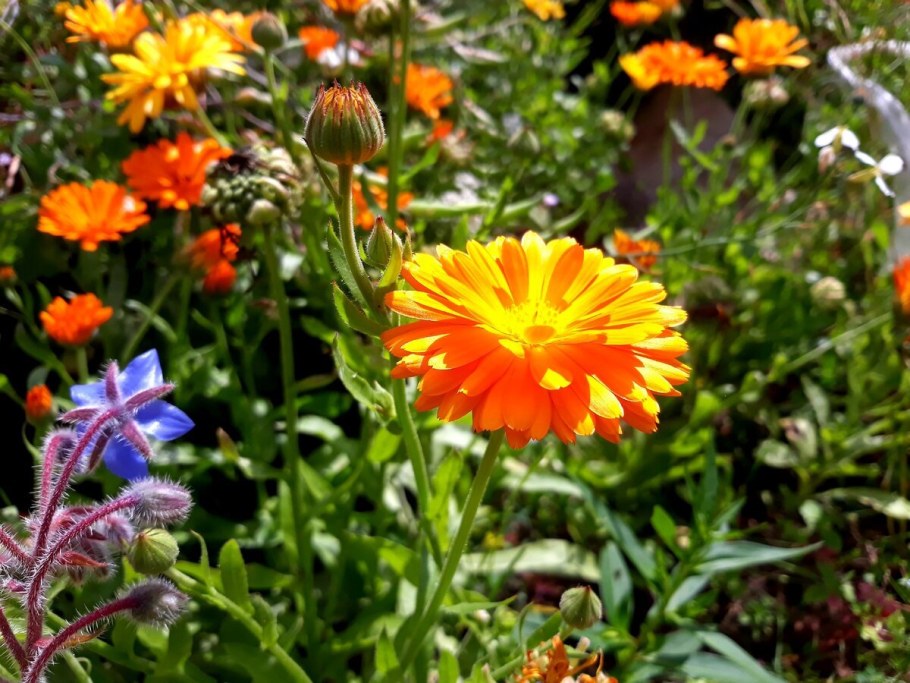 Календула Лучистая