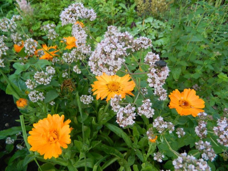 Ноготки и бархатцы