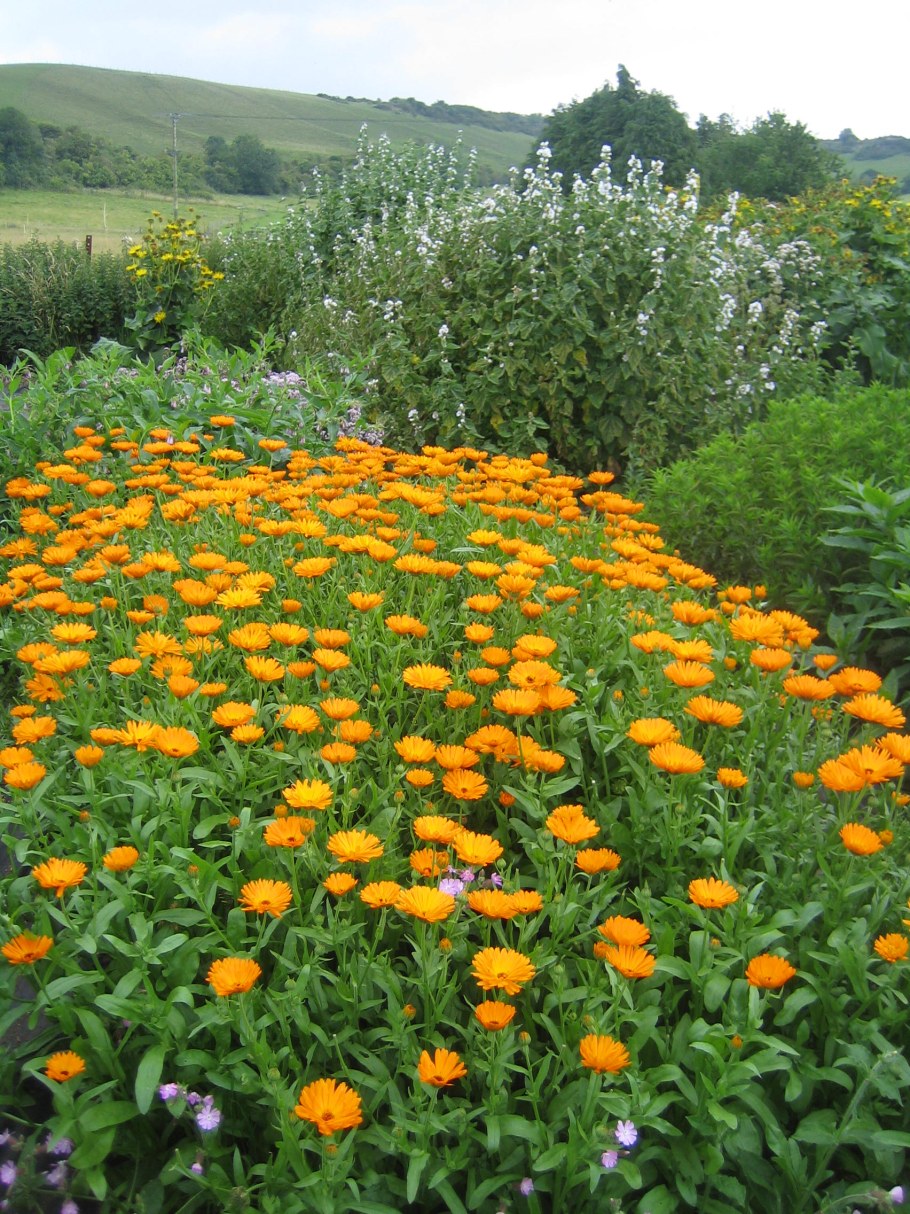 Ноготки календула многолетники ?