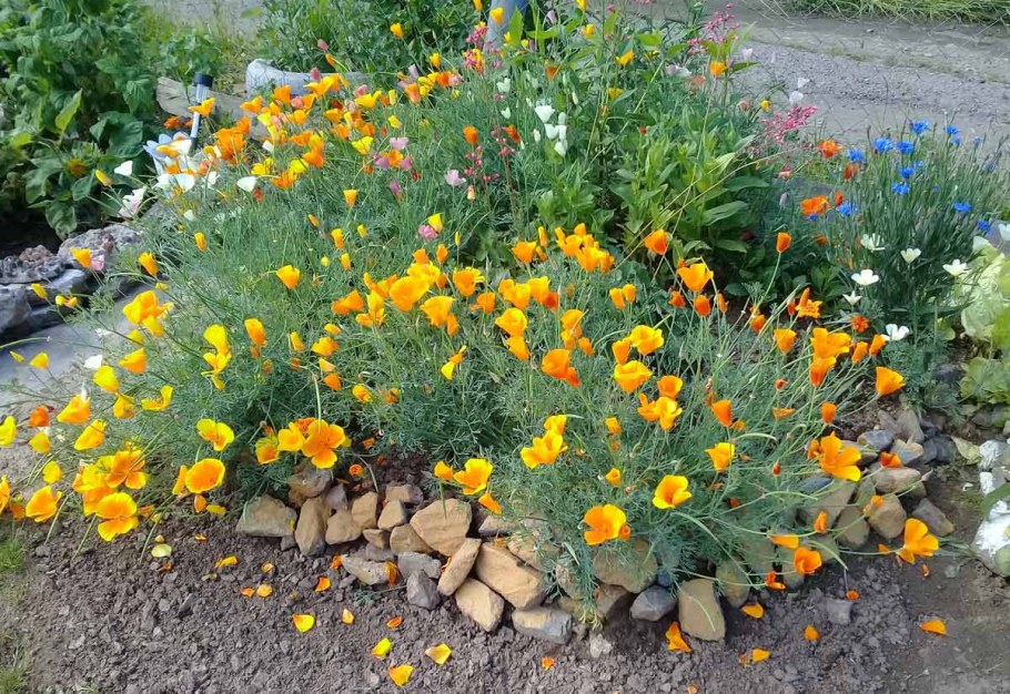 Эшшольция Калифорнийская