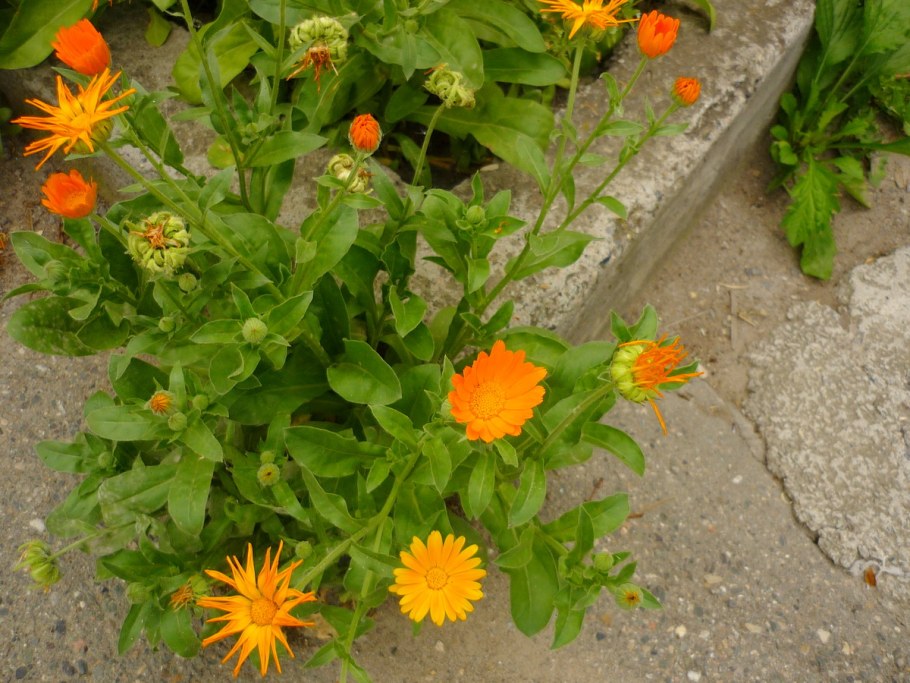 Ноготки (календула) куст
